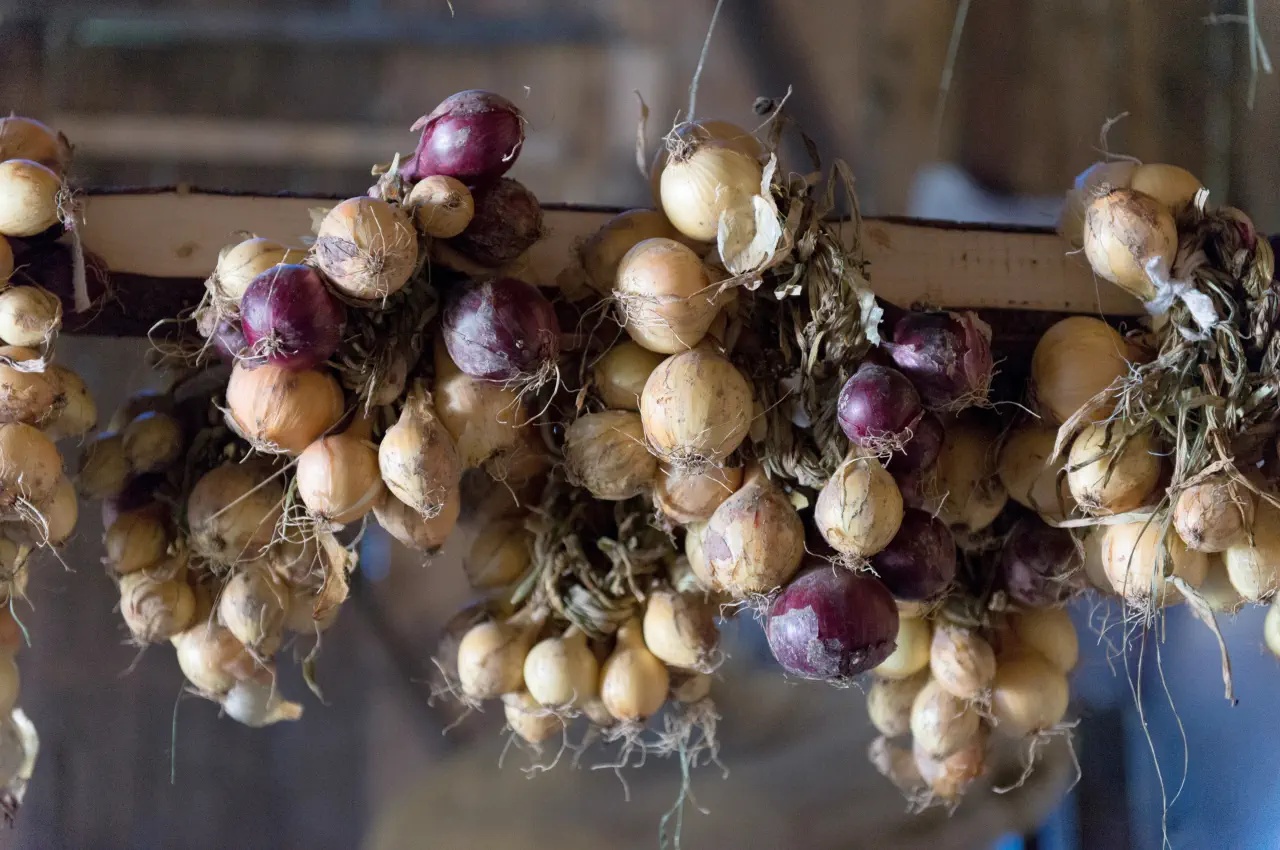 How to store Onions?